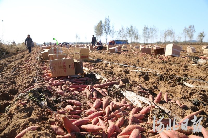 遷安：紅薯豐收富農家 “甜蜜產業”促振興